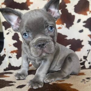 Adopt french bulldog puppies