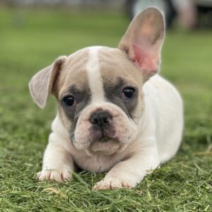 White french bulldog puppies