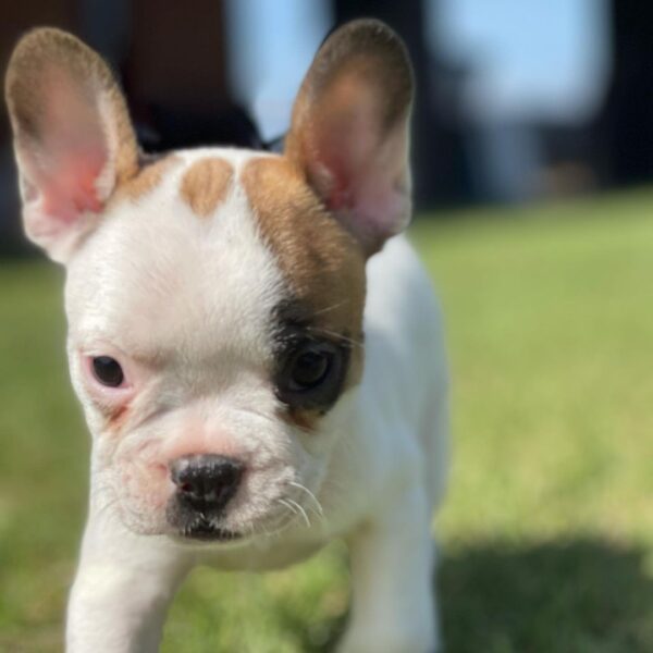 Buy french bulldog puppies