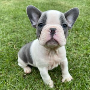 French bulldog for sale Dallas