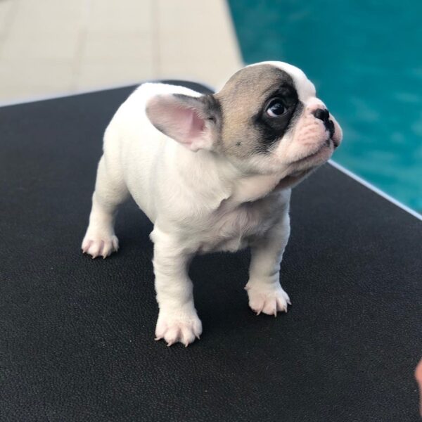 Mini french bulldog for sale
