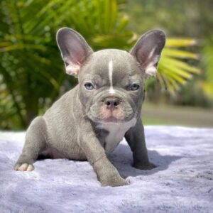 French bulldogs for sale Miami