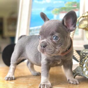 Merle french bulldog puppies