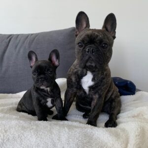 Cheap french bulldog puppies under $500