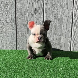 Frenchie puppies