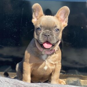 French bulldog puppies ohio