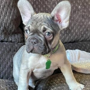 French bulldog puppies near me