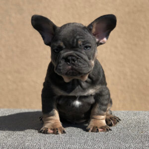 micro mini french bulldog