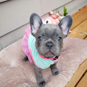 French bulldog for sale Maryland