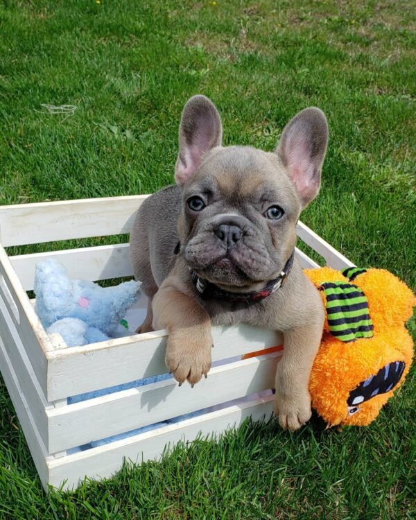 French bulldog puppies for sale colorado