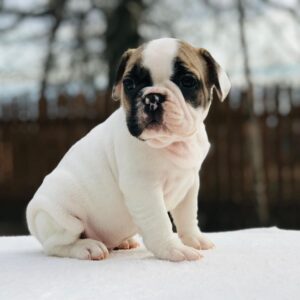 Micro french bulldog puppy for sale