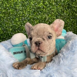 French bulldog price