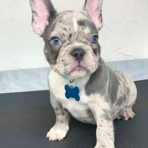 French bulldog blue merle